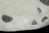 Plate of Three Devonian Ammonite (Anetoceras) Fossils - Morocco #136000-1